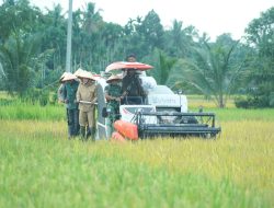 Danrem 012/TU Bersama Forkopimda Nagan Raya Gelar Panen Raya dan Pengumuman Swasembada Pangan