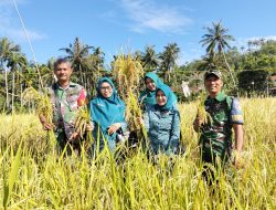 Babinsa Sukajaya Hadiri Panen Simbolis Padi Gogo Bersama PKK Kota Sabang