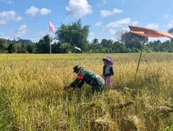 Babinsa Koramil 04/Salang Korem 012/Teuku Umar melaksanakan Panen Padi Bersama Warga Binaan