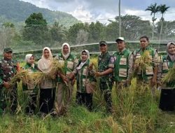 Semangat Ketahanan Pangan, Babinsa Hadir Monitoring Panen Padi Gogo Wilayah Binaan