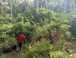 KOREM 012/TU : Babinsa Aneuk Laot Gotong Royong Bersama Warga Siapkan Lahan Kandang Sapi BUMG