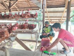 Tingkatkan Ketahanan Pangan, Babinsa Posramil Kuala Pesisir Komsos Denga Wira usaha Peternak ayam Petelur