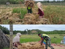 Korem 012/TU : Babinsa Bantu Petani Panen Padi di Desa Binaan
