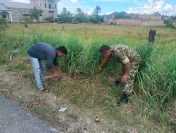 korem 012/TU : Babinsa Dukung Warga di Susoh Manfaatkan Pekarangan untuk Budidaya Serai Wangi