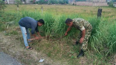 korem 012/TU : Babinsa Dukung Warga di Susoh Manfaatkan Pekarangan untuk Budidaya Serai Wangi