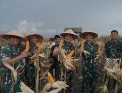 Pangdam Iskandar Muda Tinjau Panen Jagung Binaan Babinsa di Subulussalam