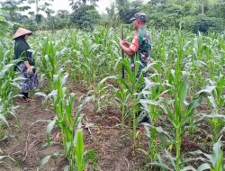 Korem 012/TU : Babinsa Koramil 03/Setia Bakti Dampingi Petani Jagung di Aceh Jaya, Perkuat Ketahanan Pangan Nasional