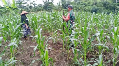 Korem 012/TU : Babinsa Koramil 03/Setia Bakti Dampingi Petani Jagung di Aceh Jaya, Perkuat Ketahanan Pangan Nasional