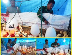 korem 012/TU : Tingkatkan Ketahanan Pangan, Serda Syulham Dampingi Peternak Ayam Pedaging di Aceh Singkil