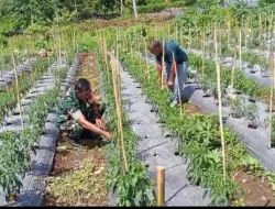korem 012/TU : Babinsa Cot Ba’U Dampingi Petani Cabai Merah, Perkuat Ketahanan Pangan dan Ekonomi Warga
