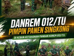 DANREM 012/TU PIMPIN PANEN SINGKONG DI KEBUN KETAHANAN PANGAN KOREM 012/TU