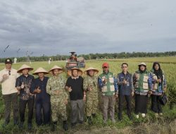 Danrem 012/Teuku Umar Bersama Forkopimda Nagan Raya Ikuti Panen Raya Serentak Bersama Presiden RI