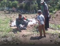 Dukung Ketahanan Pangan, Babinsa Keuneukai Turun Langsung Merawat Tanaman