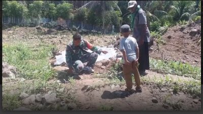 Dukung Ketahanan Pangan, Babinsa Keuneukai Turun Langsung Merawat Tanaman