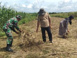 Babinsa Hadir di Tengah Petani, Siapkan Lahan Jagung untuk Musim Tanam Baru