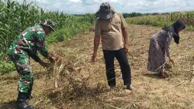 Babinsa Hadir di Tengah Petani, Siapkan Lahan Jagung untuk Musim Tanam Baru