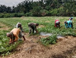 Babinsa Hadir di Tengah Petani, Bantu Optimalkan Budidaya Semangka Non Biji