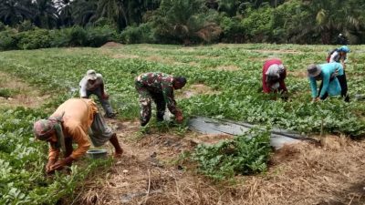Babinsa Hadir di Tengah Petani, Bantu Optimalkan Budidaya Semangka Non Biji